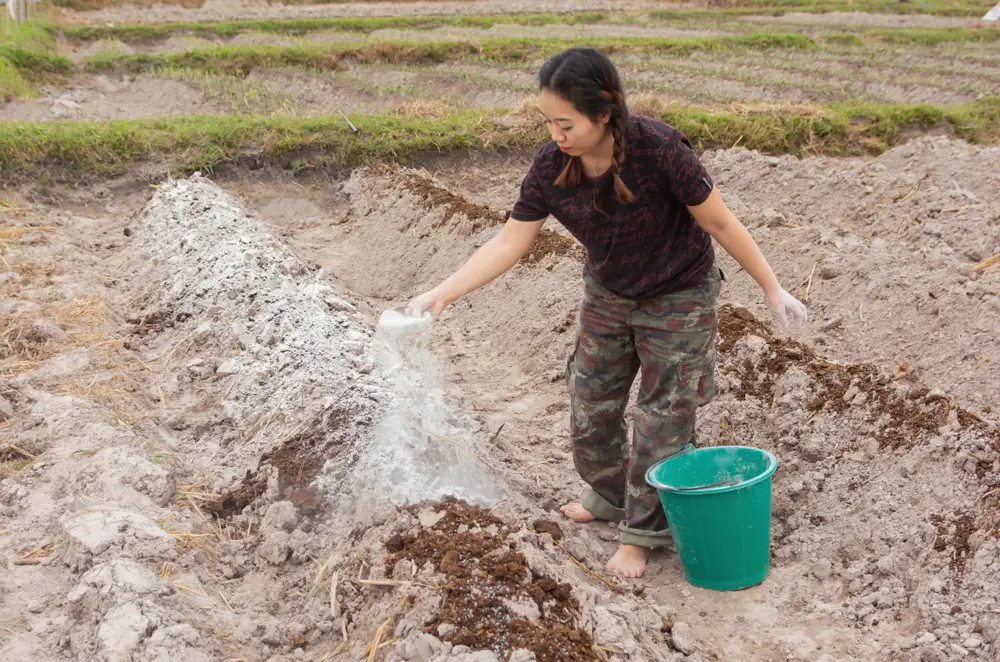 การโปรยปูนขาวบนหน้าดิน